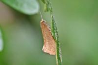 Nematopogon