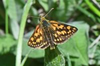 Carterocephalus palaemon