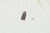 Ephestia kuehniella