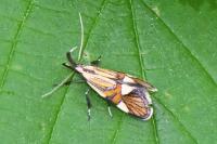 Alabonia geoffrella