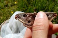 Saturnia pavonia
