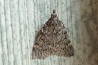 Aglossa pinguinalis