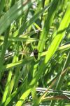 Celypha lacunana