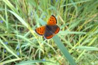 Lycaena phlaeas