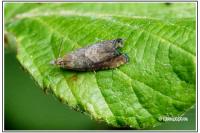 Dichrorampha