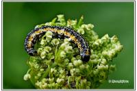 Depressaria daucella