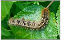 Acronicta rumicis