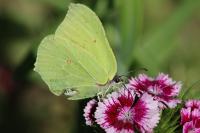 Gonepteryx rhamni