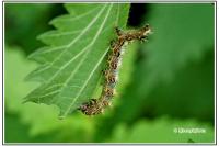 Polygonia c-album
