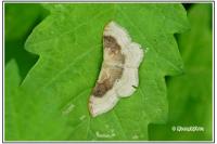 Idaea degeneraria