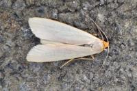 Eilema caniola