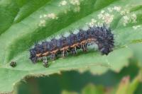 Saturnia pavonia