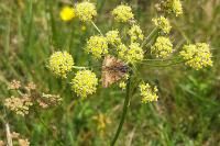 Euclidia glyphica