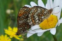 Melitaea cinxia