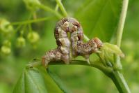 Erannis defoliaria