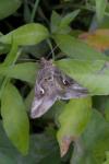 Autographa gamma