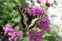 Papilio machaon