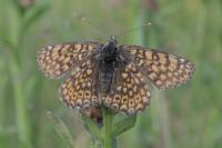 Melitaea cinxia
