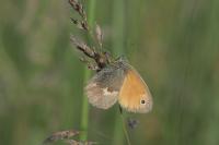 Coenonympha pamphilus