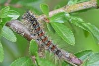 Lymantria dispar