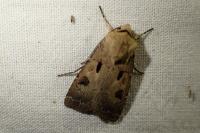 Agrotis exclamationis