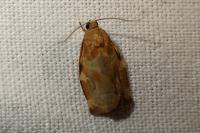 Archips xylosteana