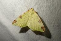 Opisthograptis luteolata