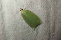Tortrix viridana