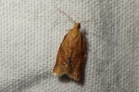 Clepsis consimilana