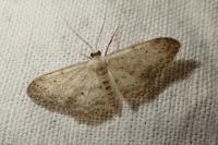 Idaea seriata