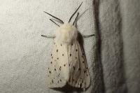 Spilosoma lubricipeda