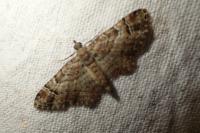 Gymnoscelis rufifasciata