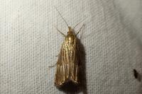 Chrysocrambus linetella