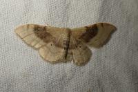 Idaea degeneraria