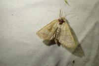 Charanyca trigrammica