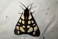 Arctia villica