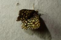 Chiasmia clathrata