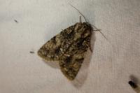 Acronicta rumicis