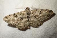 Peribatodes rhomboidaria