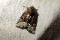 Oligia latruncula/strigilis/versicolor