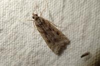 Eudonia angustea