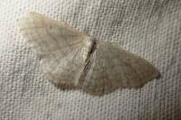 Idaea subsericeata