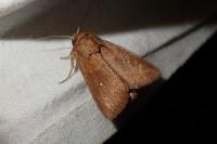 Mythimna albipuncta