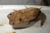 Noctua pronuba
