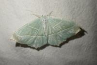 Campaea margaritaria