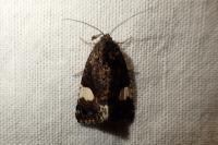 Tyta luctuosa