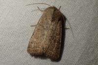 Hoplodrina ambigua