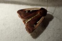 Ochropleura plecta
