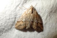 Chesias rufata