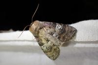 Tethea ocularis